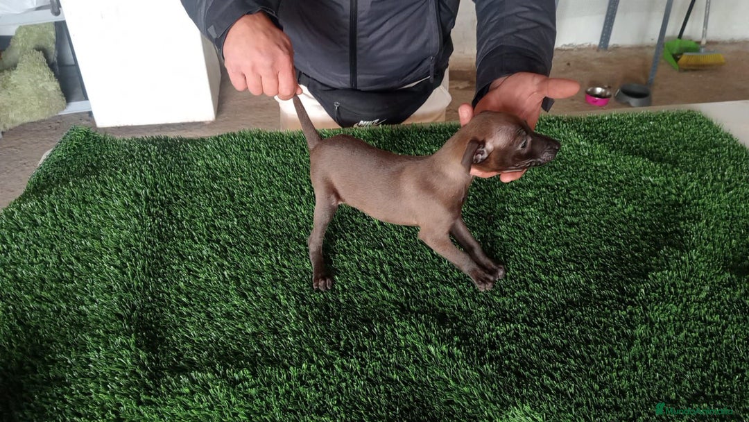 Pequeño Lebrel Italiano perros en venta: Piccolo blue  - Anuncio 2