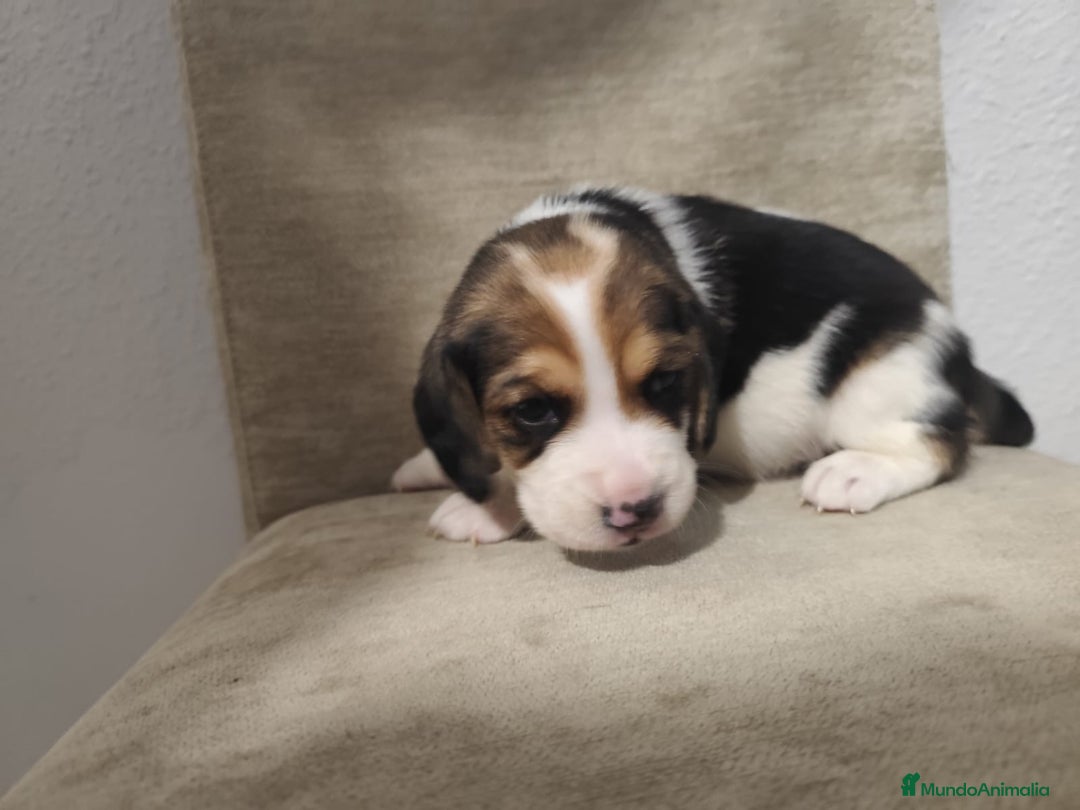 Beagle perros en venta: BEAGLES - Anuncio 19
