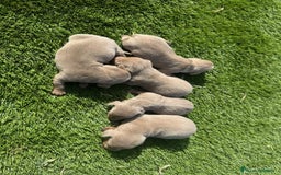 Teckel perros en venta: Teckel Isabelo  - Imagen 2