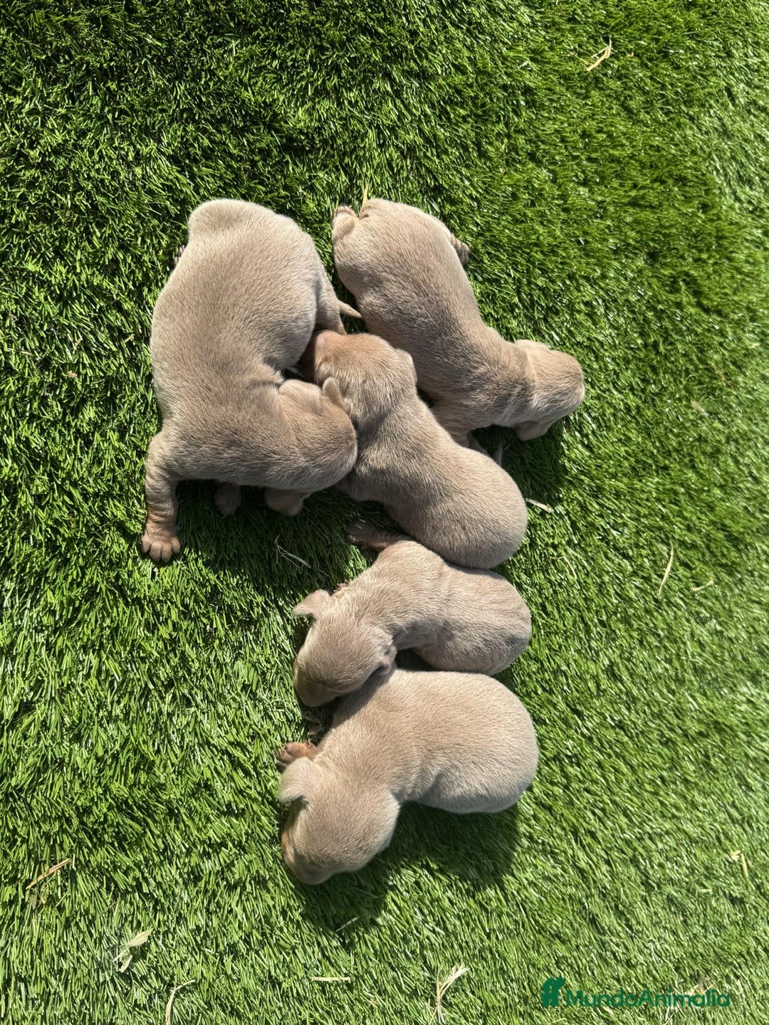 Teckel perros en venta: Teckel Isabelo  - Imagen 2