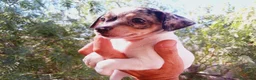 Chihuahua perros en venta: Hembra chihuahua Merle  - Anuncio 3