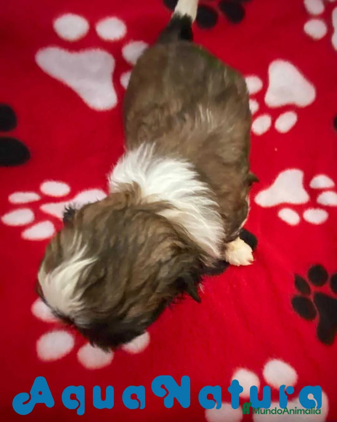 Shih Tzu perros en venta: Shih Tzu Macho 2 de Ada y Newman AQUANATURA - Anuncio 2