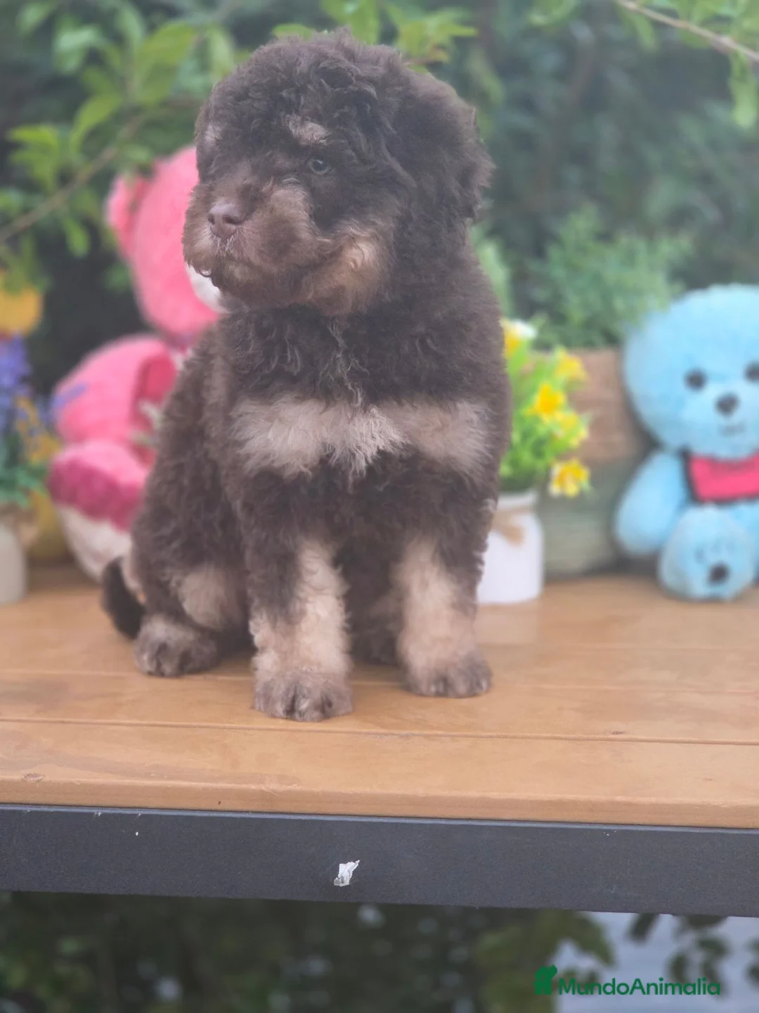 Perro de Agua Español perros en venta: Excelente camada de perro de aguas - Anuncio 8