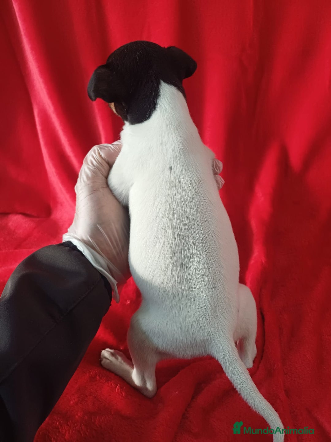 Ratonero Bodeguero Andaluz perros en venta: Bodeguero Andaluz  - Anuncio 3