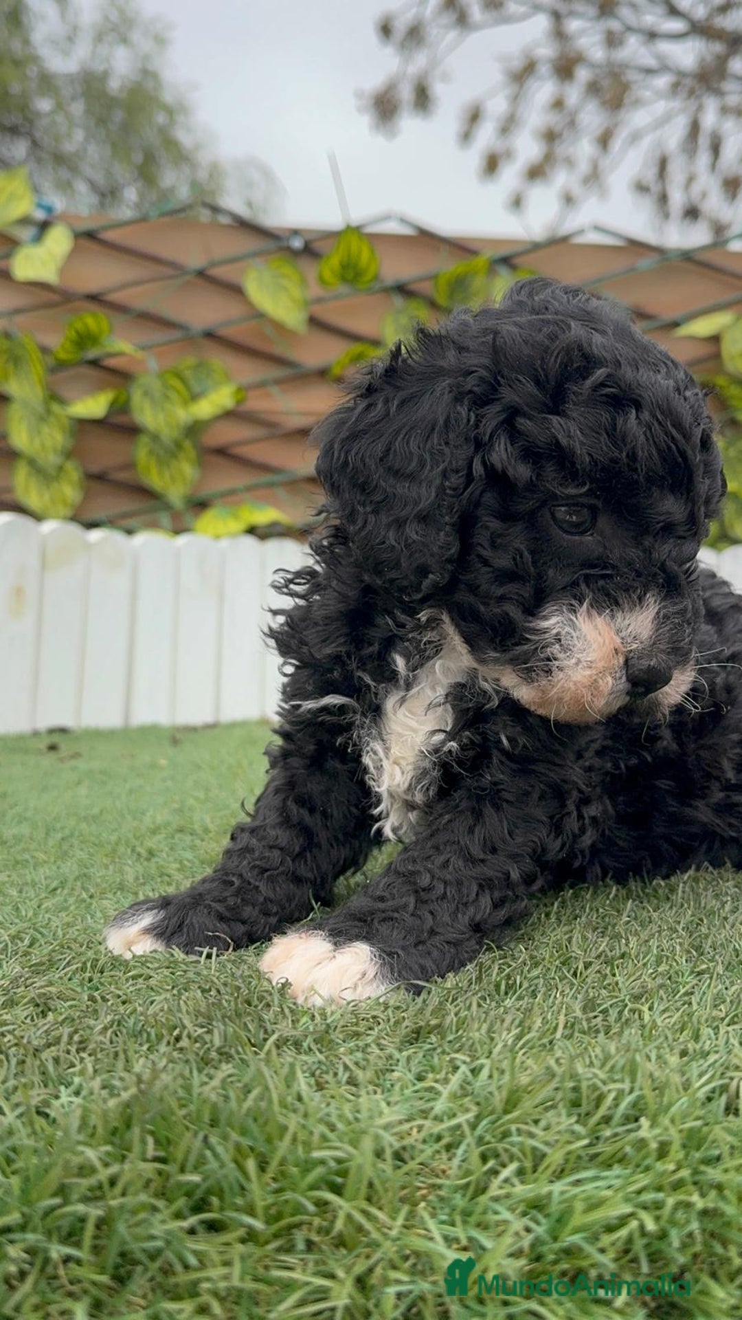 Perro de Agua Español perros en venta: PERRO DE AGUA HEMBRA RABONA - Anuncio 6