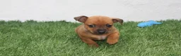 Raza Mixta perros en venta: Minijack  - Anuncio 10