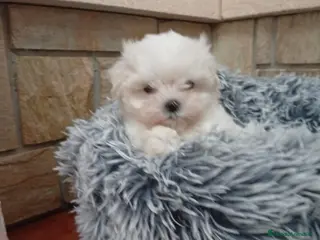 Bichón Maltés perros Bichón Maltés - Anuncio 17