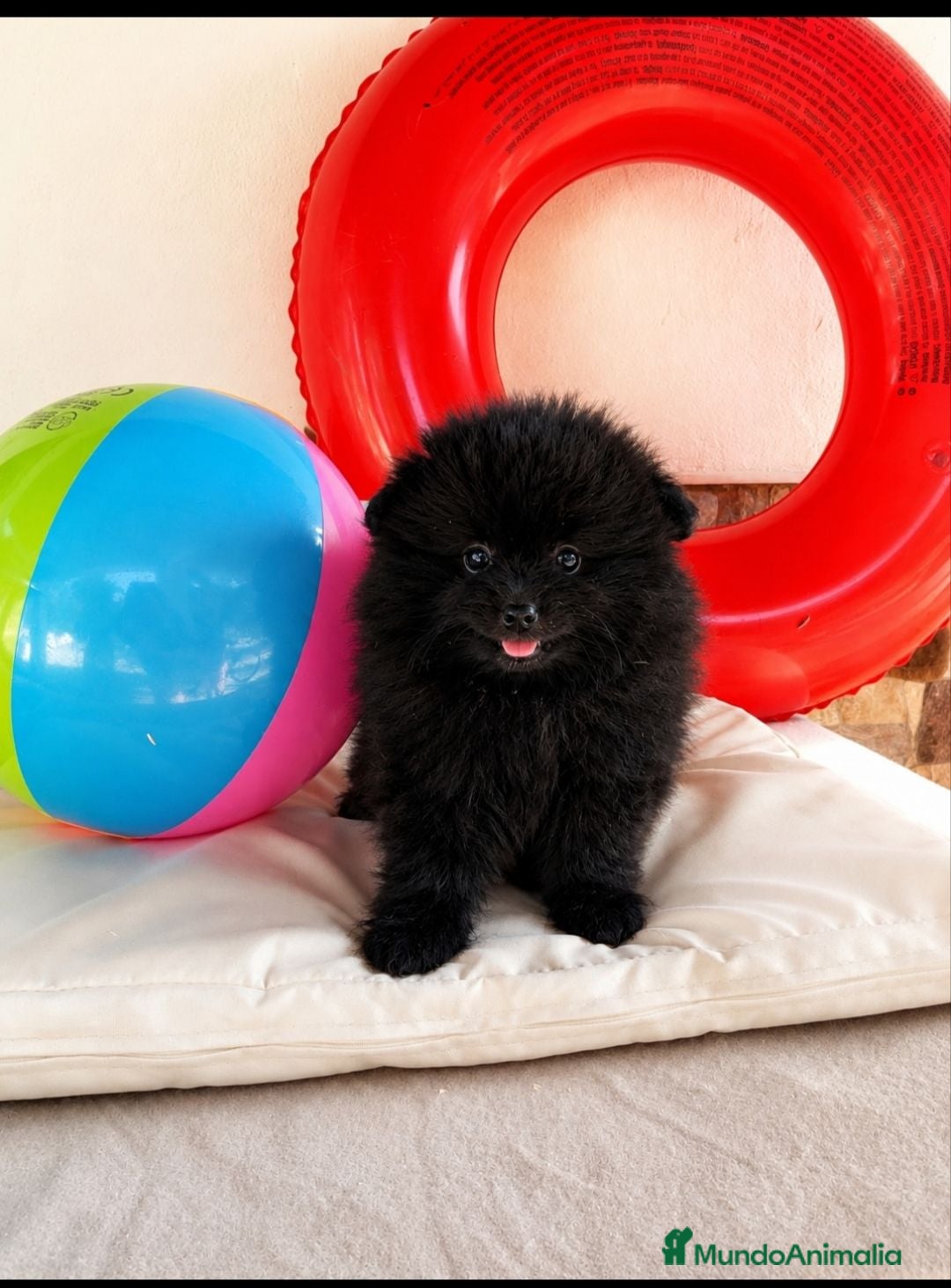 Pomerania perros Pomerania Toy - Anuncio 1