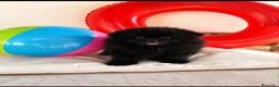 Pomerania perros en venta: Pomerania Toy - Anuncio 24
