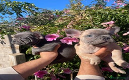 Bulldog Francés perros en venta: Bulldog Francés  en Illes Balears - Imagen 2