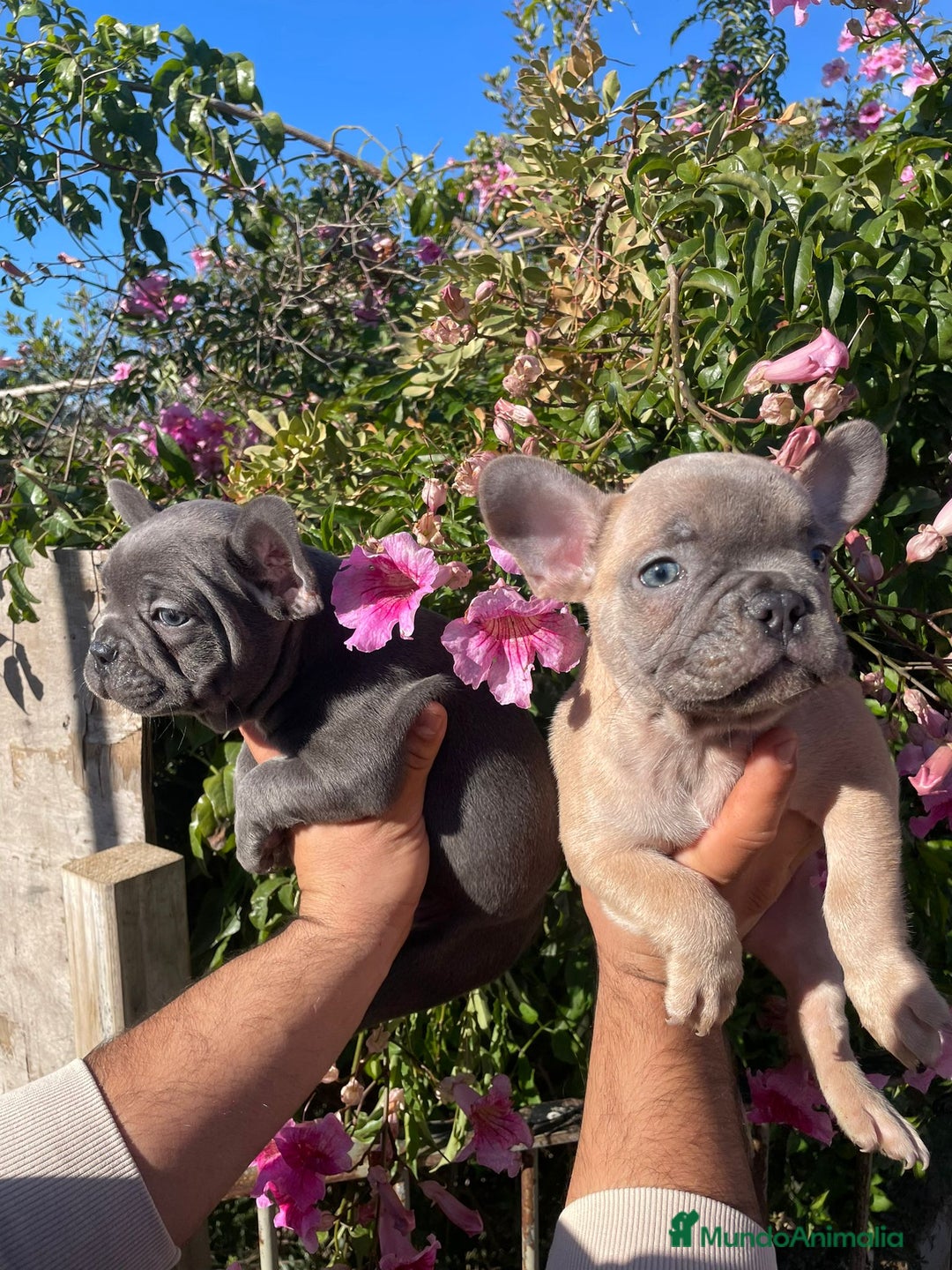 Bulldog Francés perros en venta: Bulldog Francés  en Illes Balears - Imagen 2