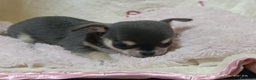 Chihuahua perros en venta: Chihuhuas toy  - Anuncio 9