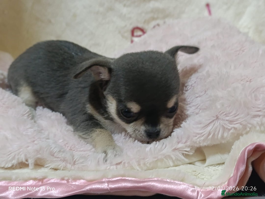 Chihuahua perros en venta: Chihuhuas toy  - Anuncio 9