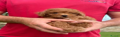 Caniche Enano apricot 