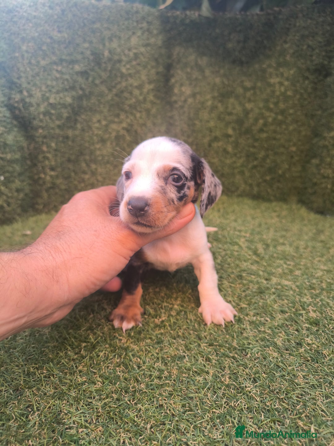 Teckel perros en venta: camada teckel canichen varios colores  - Imagen 9
