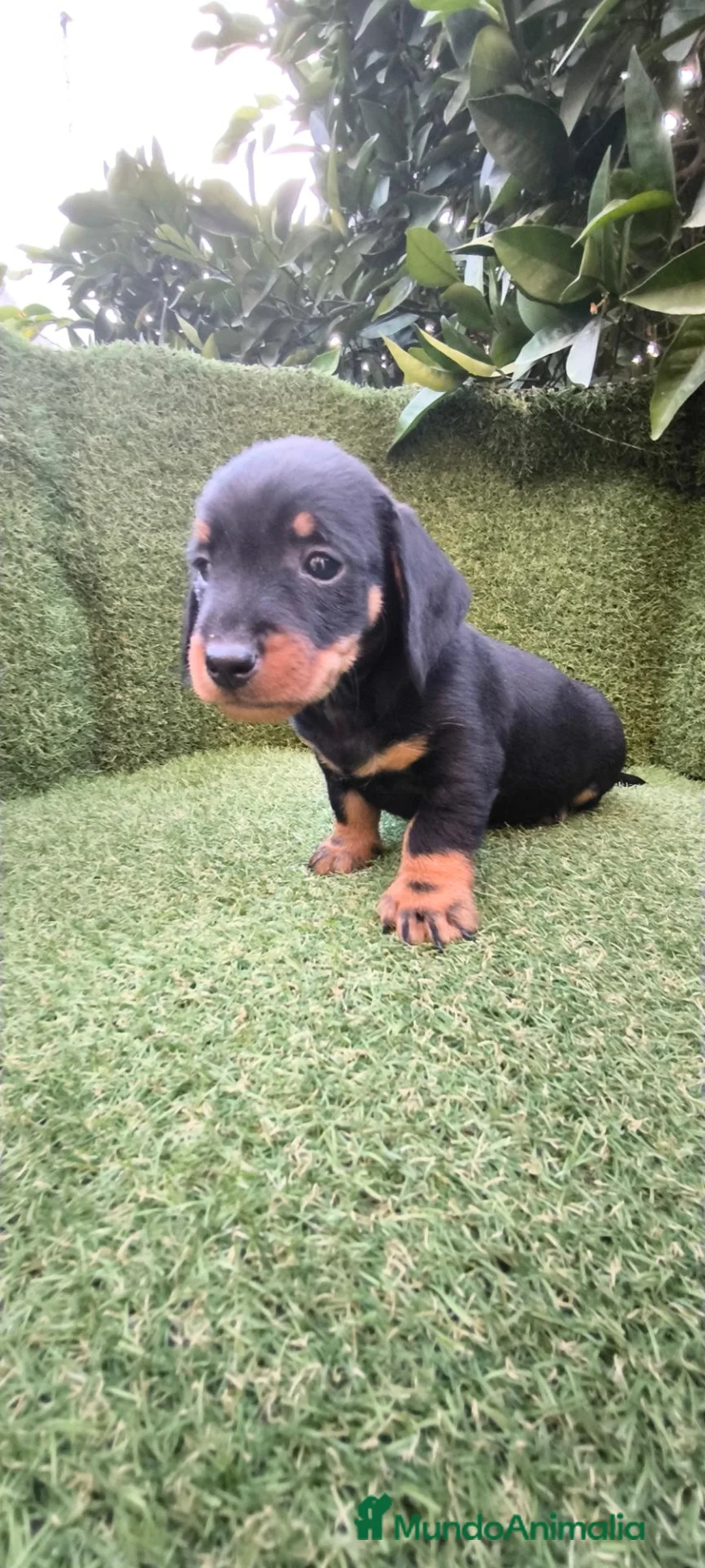 Teckel Miniatura perros en venta: teckel miniatura  - Anuncio 2