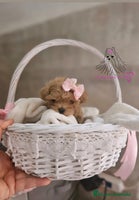 Maltipoo perros MALTIPOO ASIÁTICO MINIATURA - Anuncio 8