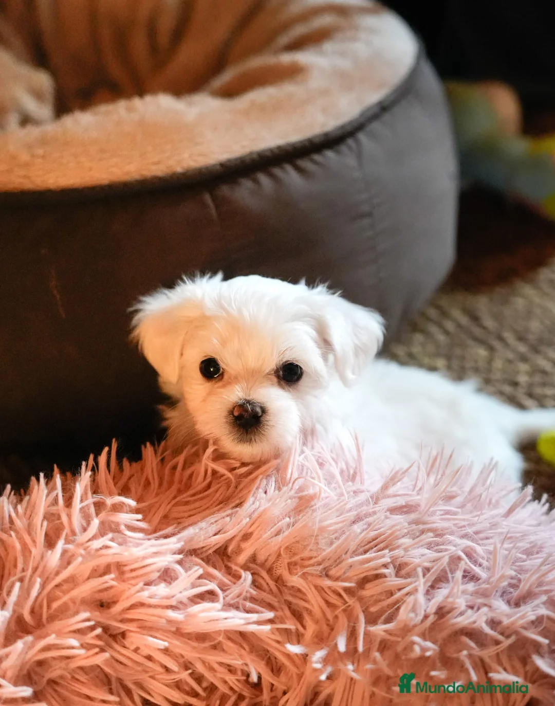 Bichón Maltés perros en venta: Preciosos Bichón Maltés  en Barcelona - Anuncio 5