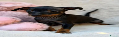 Pinscher Miniatura 1