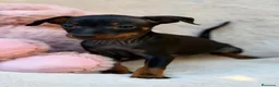 Pinscher Miniatura perros en venta: Hembra pinscher miniatura 🩷🐾 - Anuncio 2
