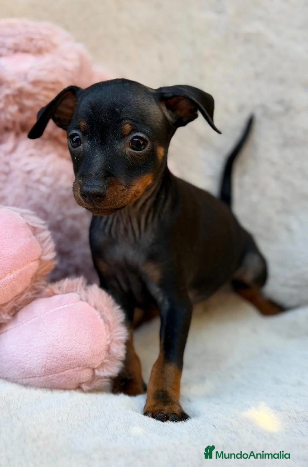 Pinscher Miniatura perros en venta: Hembra pinscher miniatura 🩷🐾 - Anuncio 2