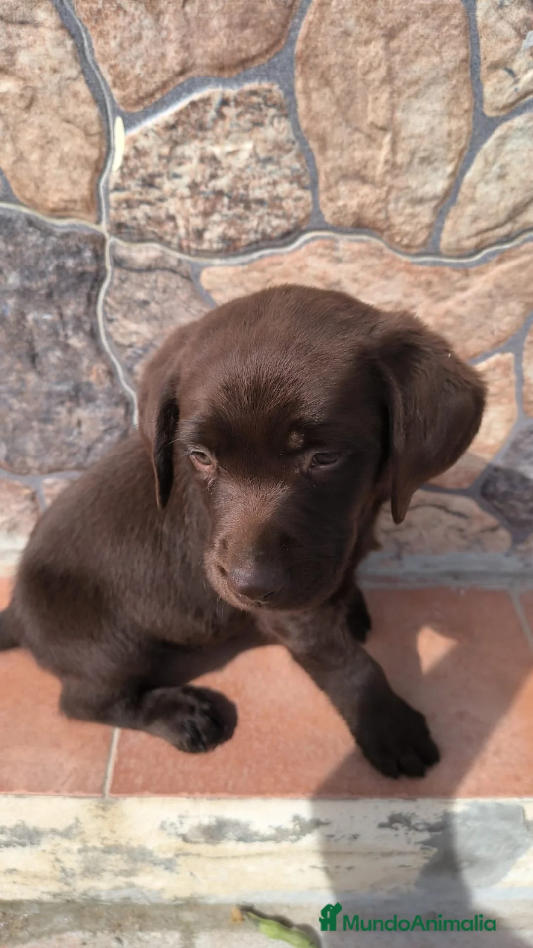 Labrador Retriever perros en venta: Labrador retriever chocolate y negro  en Sevilla - Anuncio 1