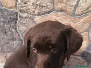 Labrador Retriever perros Labrador retriever chocolate y negro - Anuncio 1