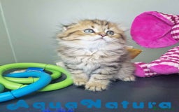 Scottish Fold gatos en venta: Scottish Fold Macho 7906 AQUANATURA - Imagen 5