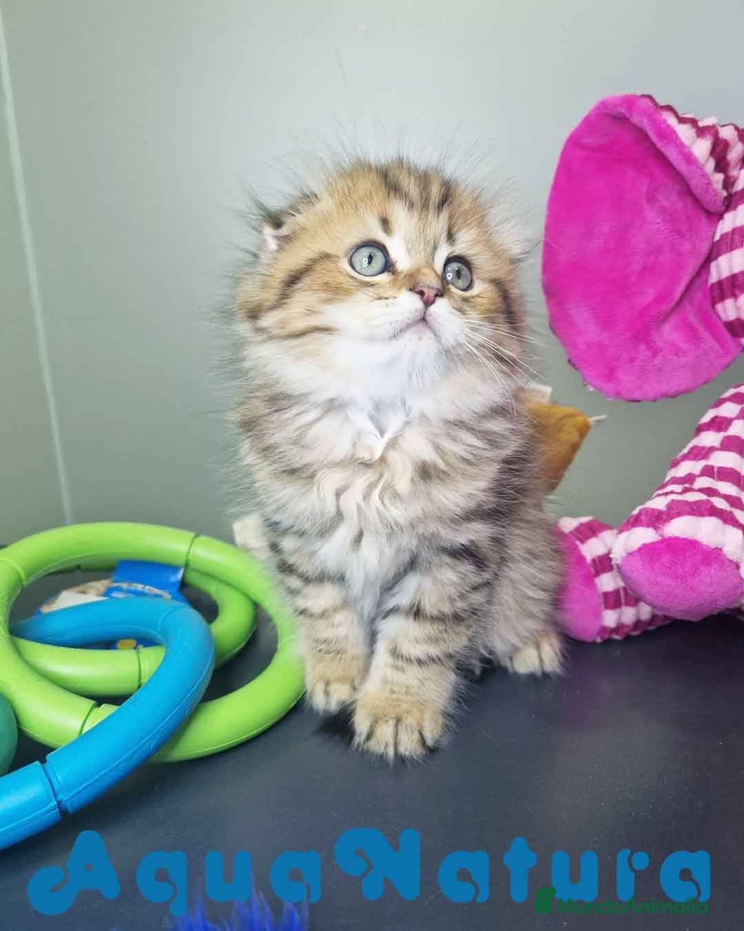 Scottish Fold gatos en venta: Scottish Fold Macho 7906 AQUANATURA - Imagen 5