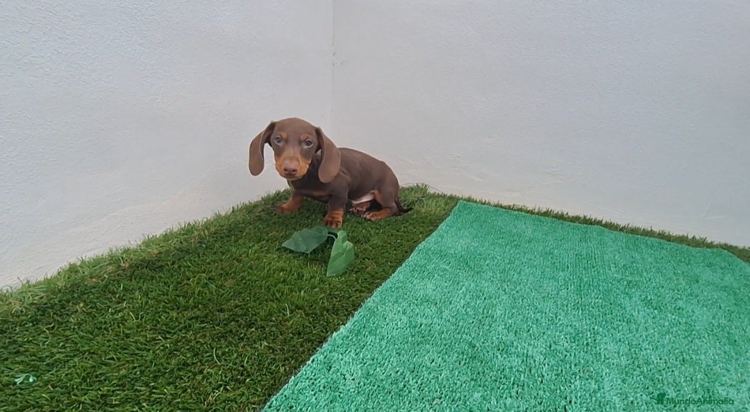 Teckel Miniatura perros TECKEL MINI CHOCOLATE  - Anuncio 8