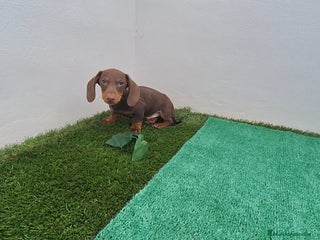 Teckel Miniatura perros TECKEL MINI CHOCOLATE - Anuncio 2