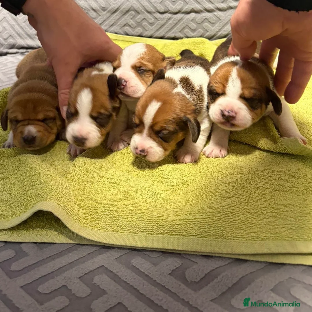 Beagle perros en venta: Beagle  - Anuncio 1