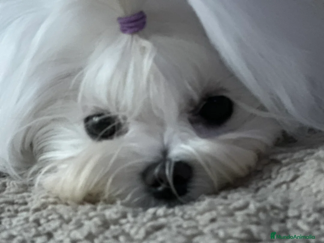 Imagen de galería {{count}}