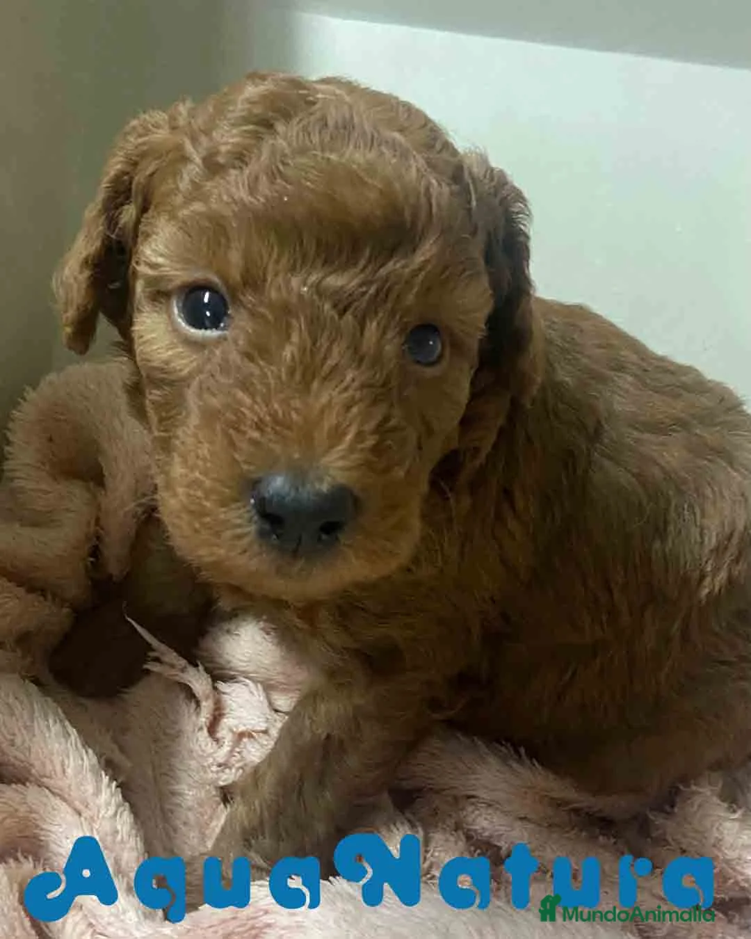 Caniche Mediano perros en venta: Caniche Macho de Barbie y Can AQUANATURA - Anuncio 1