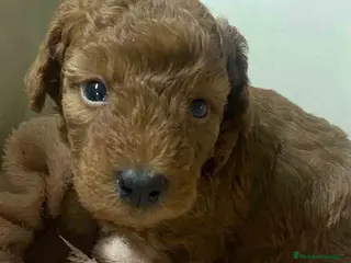 Caniche Mediano perros Caniche Macho de Barbie y Can AQUANATURA - Anuncio 1