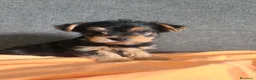 Yorkshire Terrier perros en venta: Cachorro Yorkshire Toy - Anuncio 3