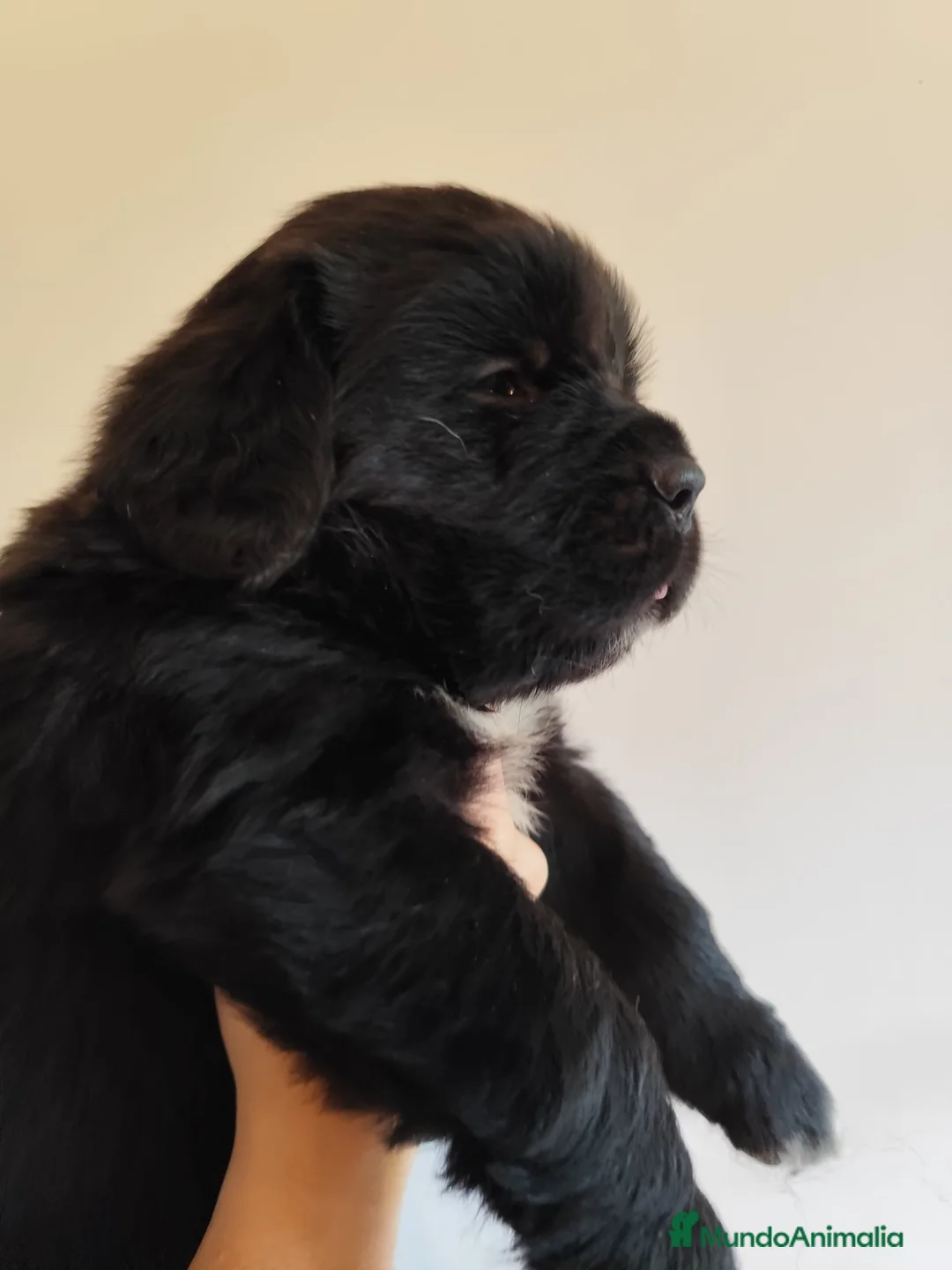 Terranova perros en venta: Terranova 641387649 - Anuncio 5