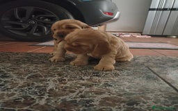 Cocker Spaniel Inglés perros en venta: Cocker Canela - Imagen 2