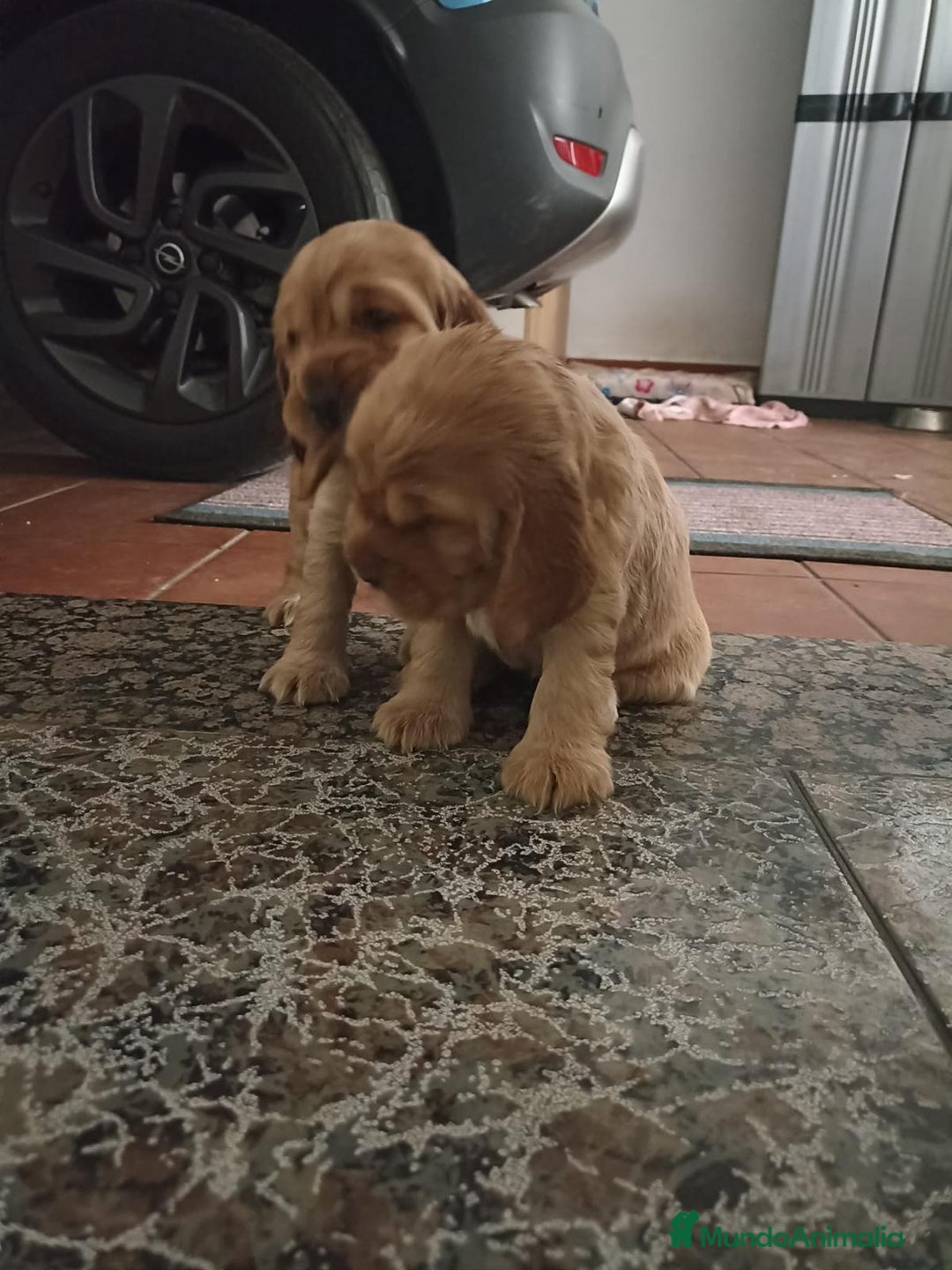 Cocker Spaniel Inglés perros en venta: Cocker Canela - Imagen 2