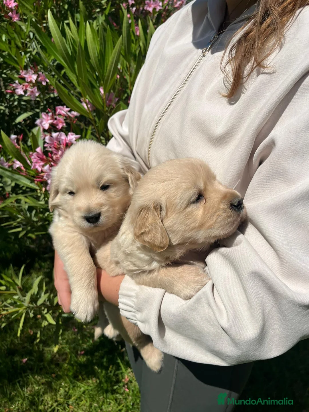 Golden Retriever perros en venta: Cachorros Golden Retriver - Anuncio 2