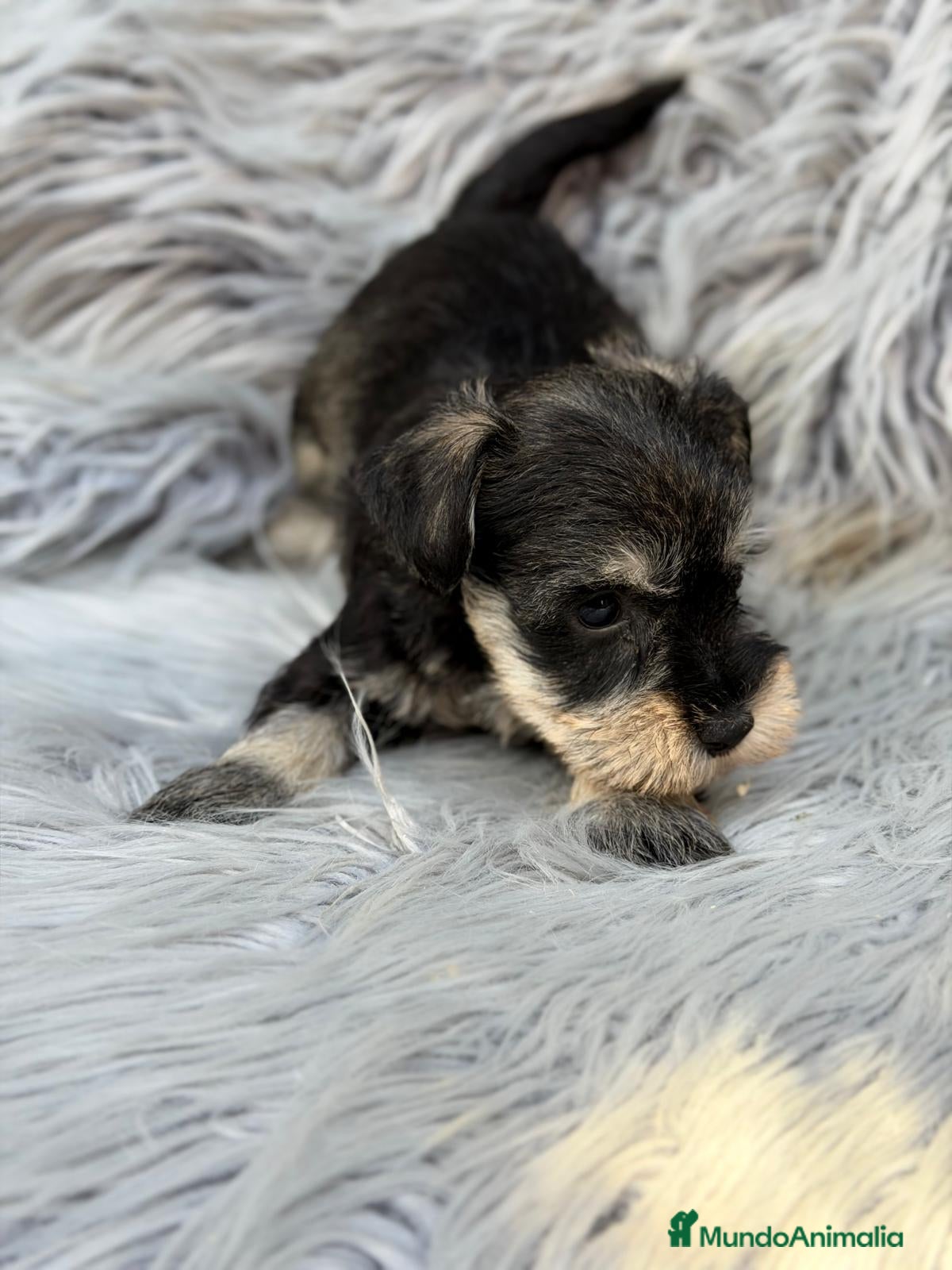 Schnauzer Miniatura perros SCHNAUZER MINIATURA SAL Y PIMIENTA  - Anuncio 1