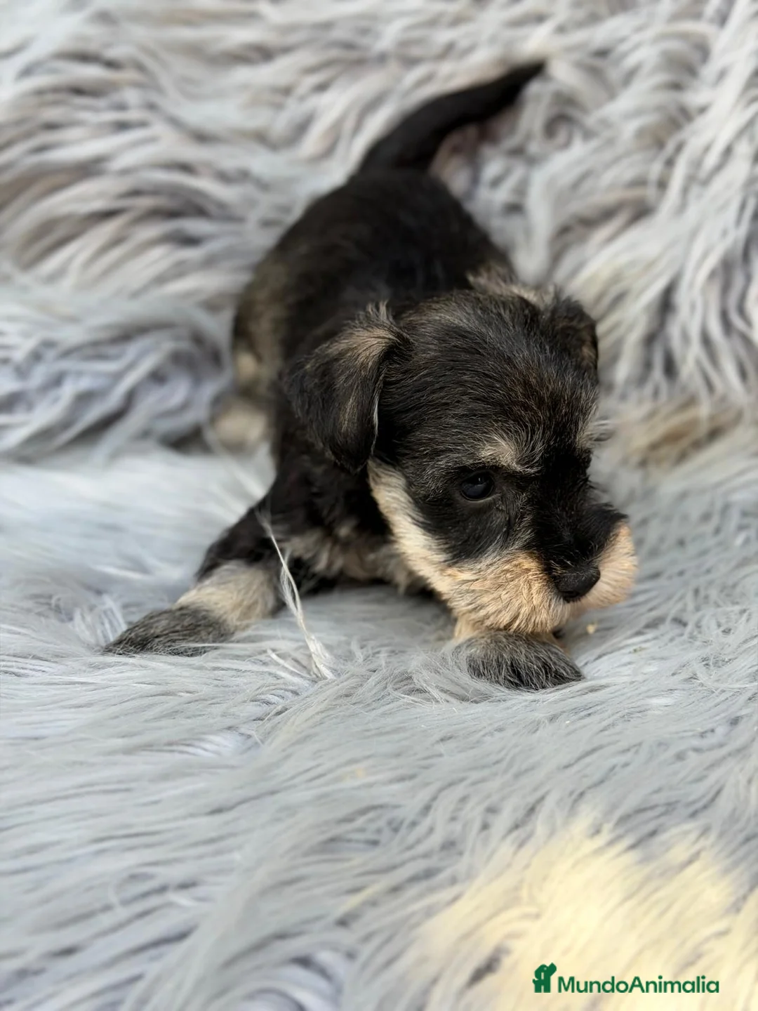 Schnauzer Miniatura perros en venta: SCHNAUZER MINIATURA SAL Y PIMIENTA  - Anuncio 1