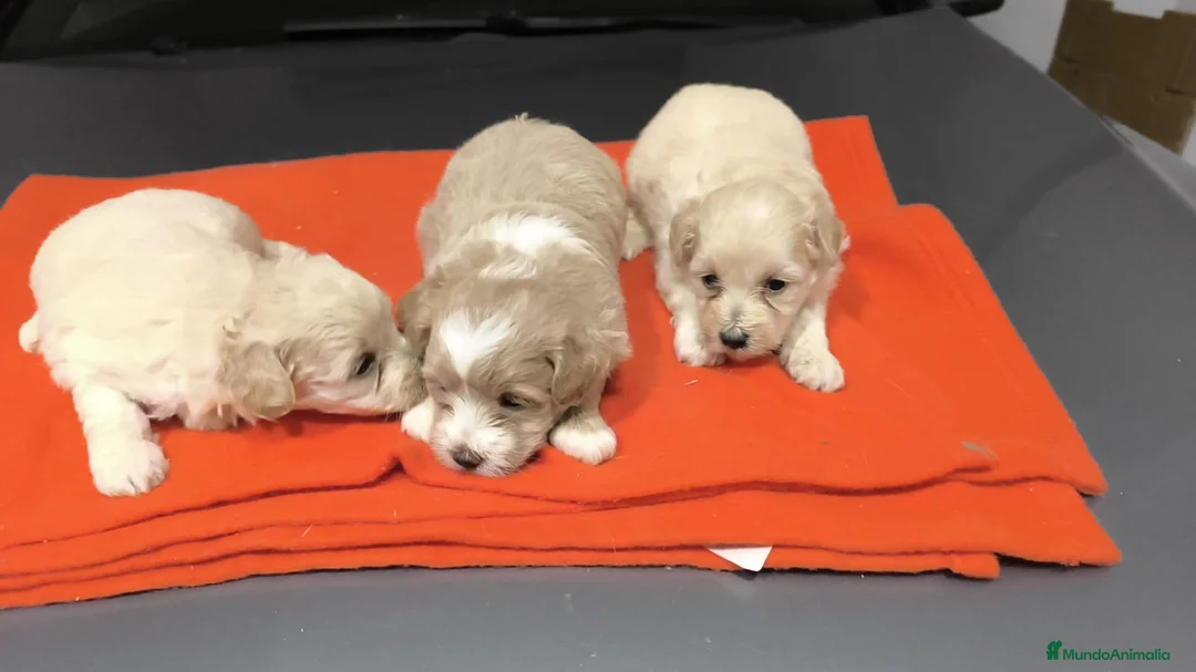 Maltipoo perros en venta: PRECIOSOS EJEMPLARES DE MALTIPOO(macho y hembra ) - Anuncio 1