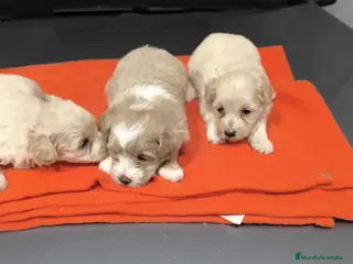 Maltipoo perros PRECIOSOS EJEMPLARES DE MALTIPOO(macho y hembra ) - Anuncio 3