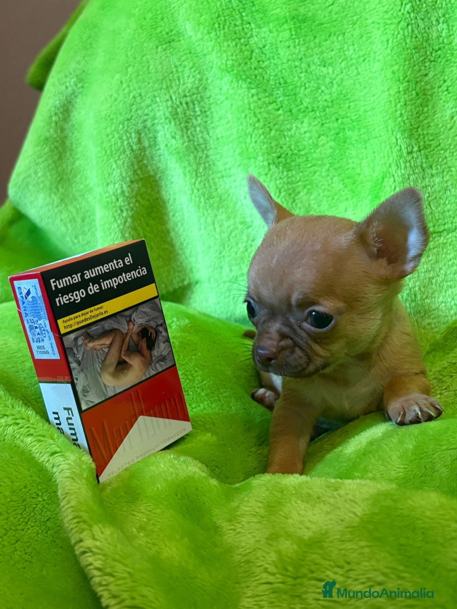 Chihuahua perros en venta: Chihuahua  mini toy  - Anuncio 6