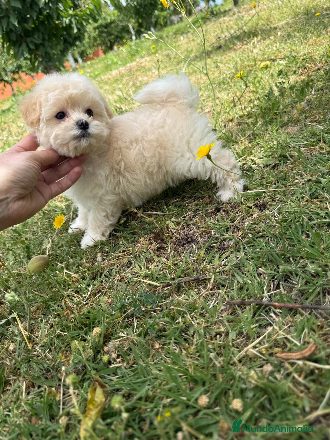 Maltipoo perros en venta: Maltipoo hembra toy disponible. - Anuncio 1