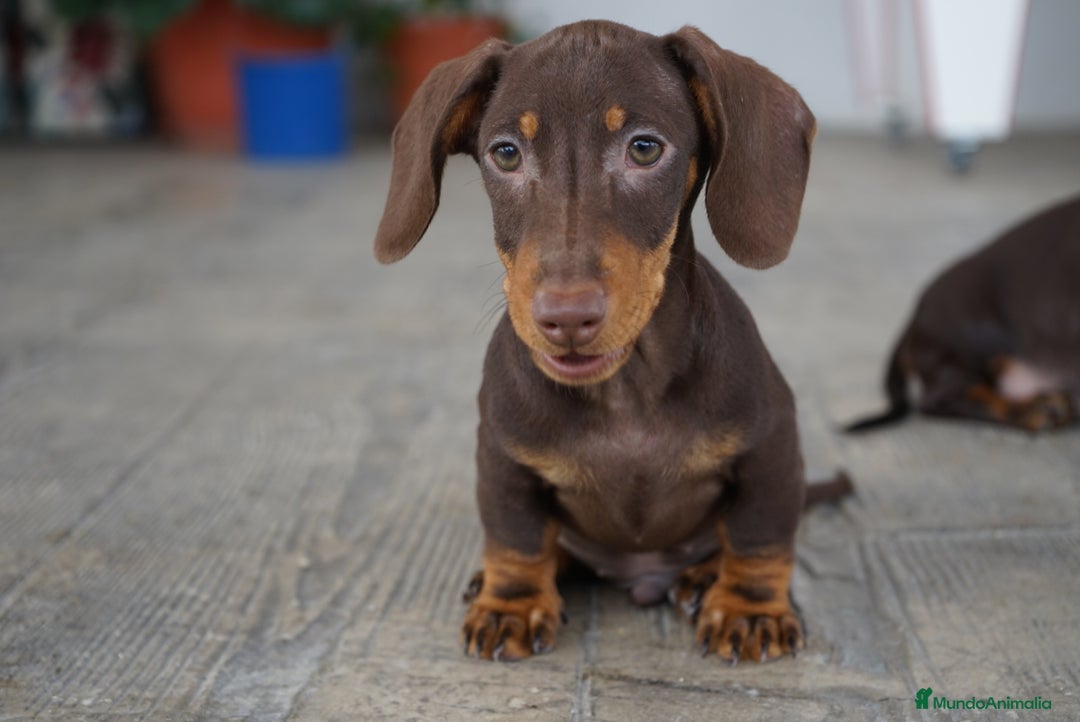 Teckel Miniatura perros en venta: 🐾 Bongo y Cacao – Teckel miniatura chocolate 🐾 - Imagen 2