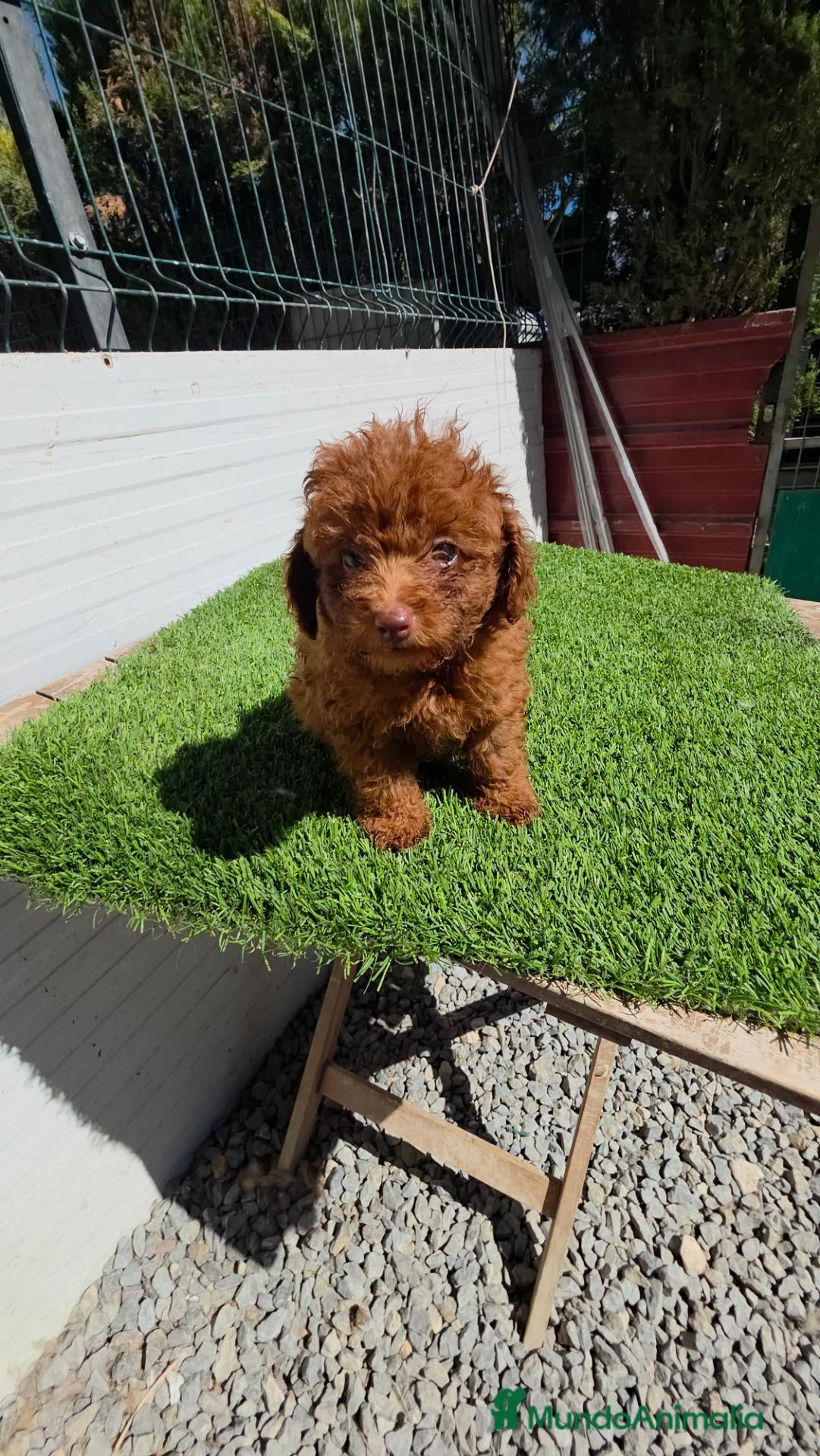 Caniche Toy perros Caniches ASIÁTICOS 604370339 - Anuncio 3