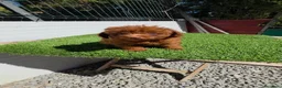 Caniche Toy perros en venta: Caniches ASIÁTICOS 604370339 - Anuncio 1