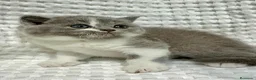 Británico de Pelo Corto Azul gatos en venta: Exclusivos gatitos British Shorthair Blue y Lilac  - Anuncio 6